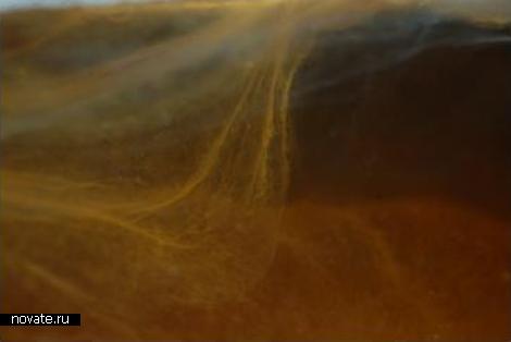 Одежда из бактериальной целлюлозы. Одежда из бактериальной целлюлозы.