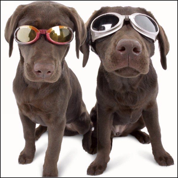 http://www.novate.ru/files/u18927/doggles-protective-eyewear-dogs-1.jpg