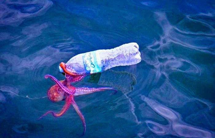 Даже осьминогу сложно открыть «тугую» пластиковую бутылку.