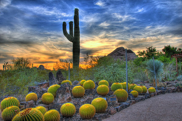 Ботанический сад пустыни, Финикс, Аризона