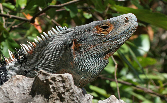 Чёрная игуана Чёрная игуана