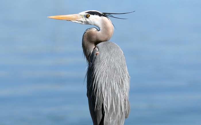 Цапля Цапля