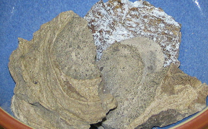 Серая амбра Серая амбра