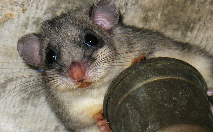 Фаршированные сони Фаршированные сони