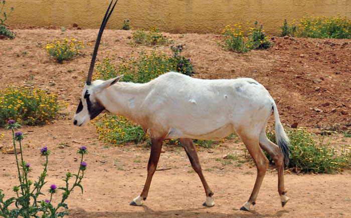 Клонирование вымирающих видов животных