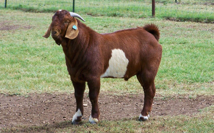 Трансгенные козы