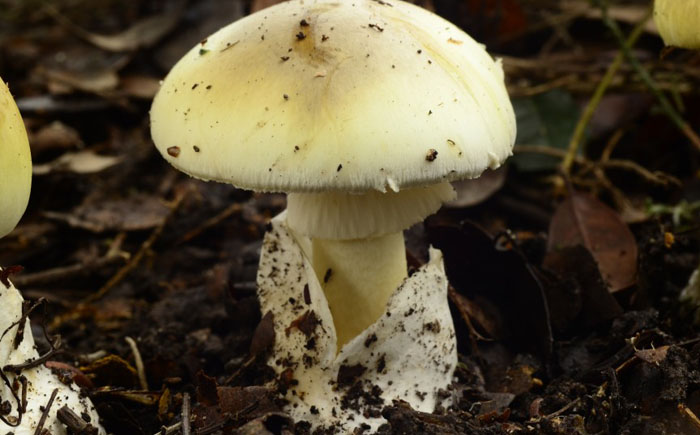 Аматоксин Аматоксин