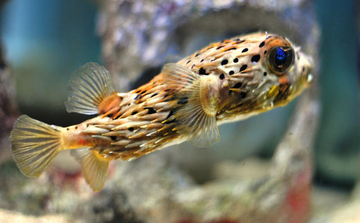 Тетродотоксин Тетродотоксин