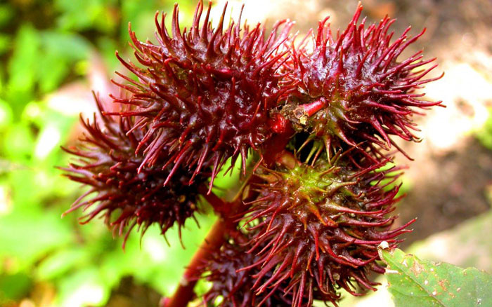 Рицин Рицин