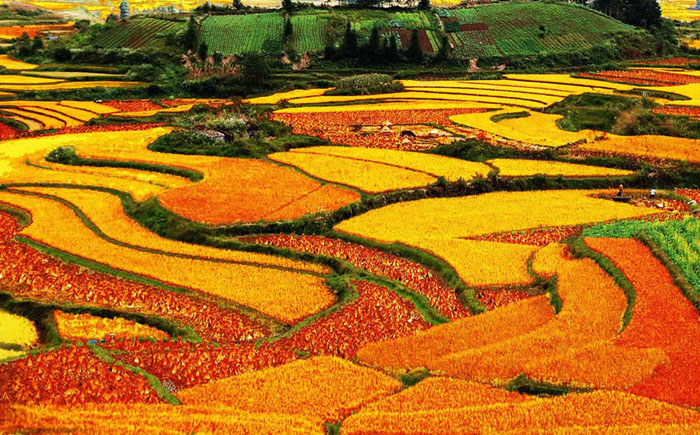 Різнобарвні рисові тераси
