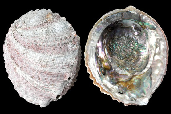 «Большая розовая жемчужина» «Большая розовая жемчужина»