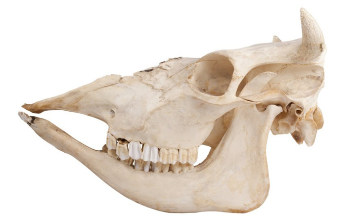 Общество &laquo;Голова теленка&raquo;