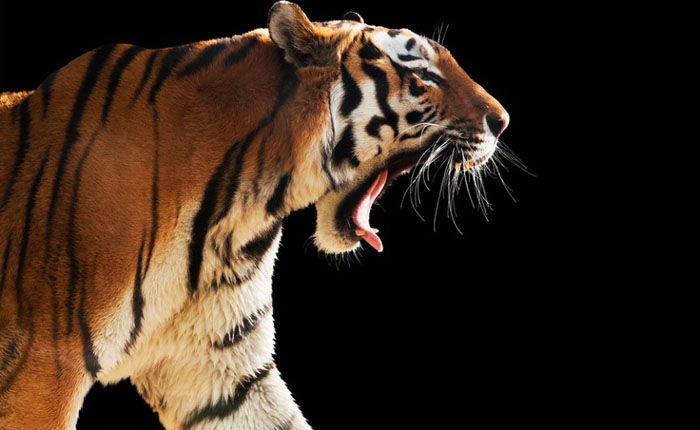 Тигры на борту Тигры на борту