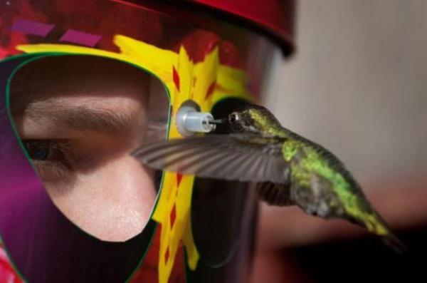 Кормушка для колибри поможет рассмотреть птичку с близкого расстояния
