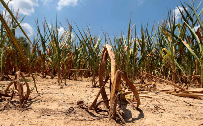 Продовольственный кризис Продовольственный кризис