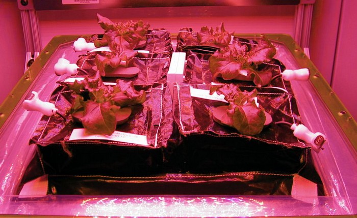 Выращенный на Международной космической станции чеснок Выращенный на Международной космической станции чеснок