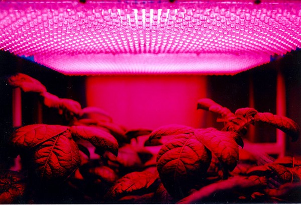 Экспериментальная ферма NASA по выращивания картофеля. Источник фото: Википедия