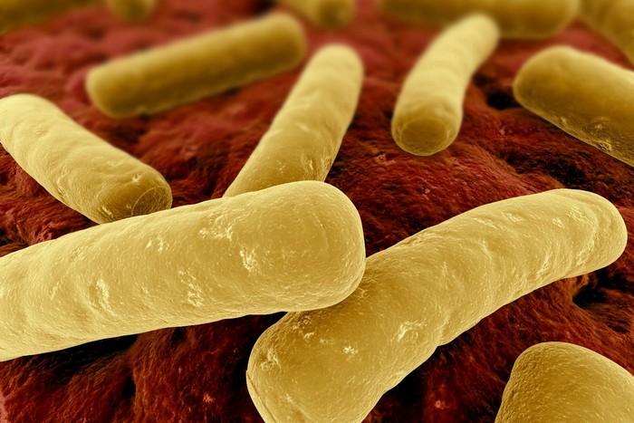 Clostridium difficile - опасная бактерия в прямой кишке человека