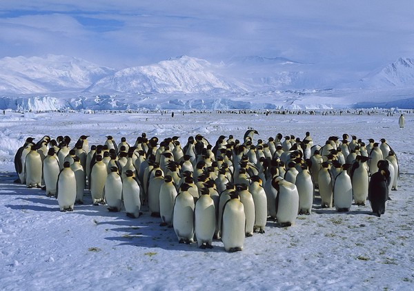 Пингвины в Антарктиде. Источник фото: blog.nileslibrary.org