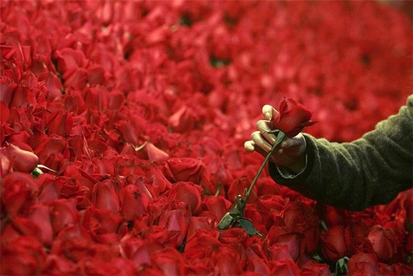 Миллион алых роз от Нико Пиросмани. Источник фото: qestigra.ucoz.ru