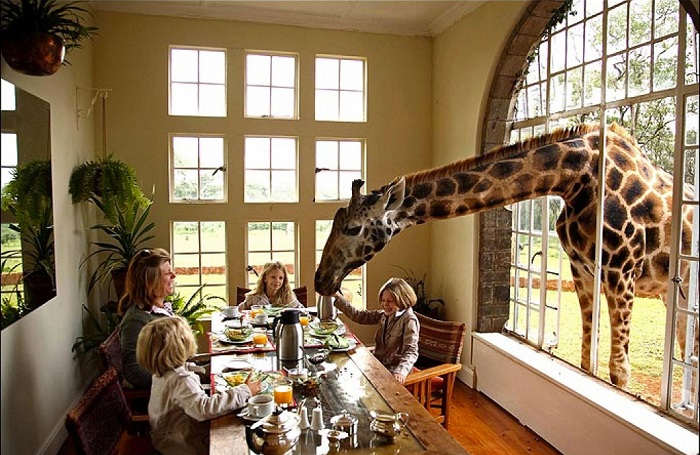 Отель с жирафом.