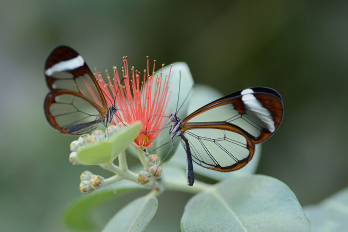 Стеклянная бабочка Грета Ото.