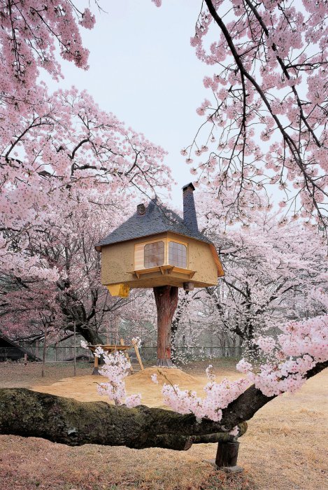 Казковий чайний будиночок на дереві.
