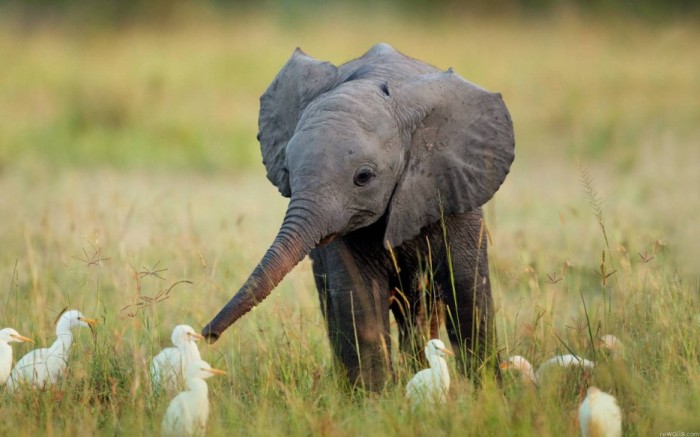 Дружелюбный слоненок познает мир.