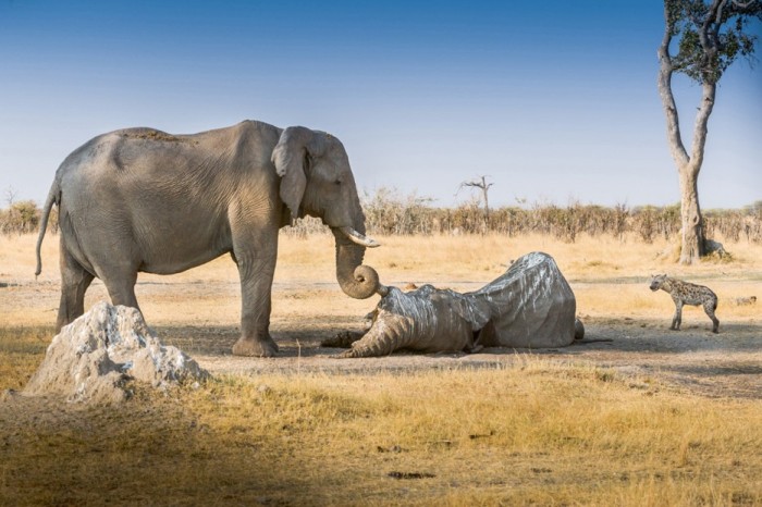 Слон да конца остается верен своему другу.