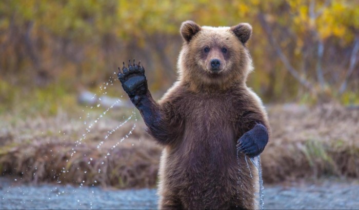 Бурый медведь приветствует своих друзей.