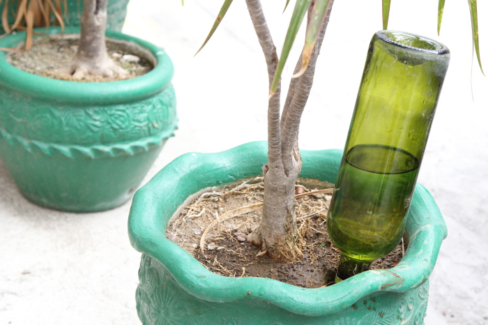 Воткнув бутылку с водой в горшок с растением можно на некоторое время забыть о поливе вазона.