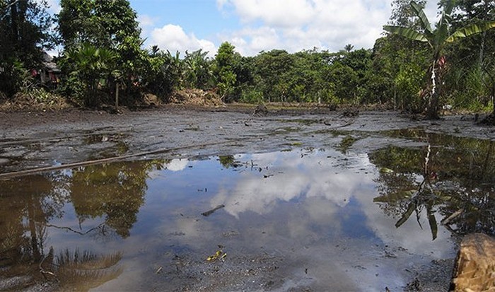 Тропические леса Амазонки страдают от нефти.