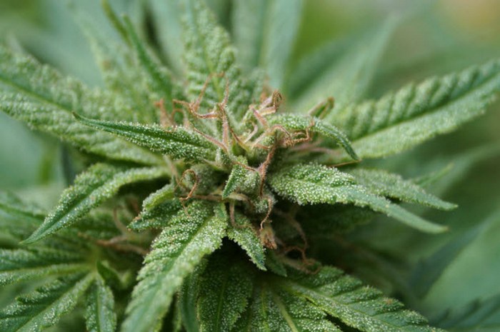 Заначка с марихуаной. Заначка с марихуаной.