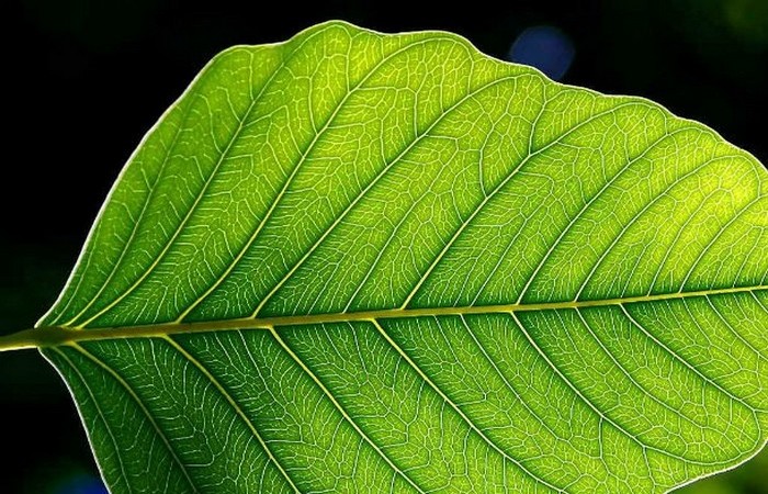 Искусственные листья, вырабатывающие электроэнергию.