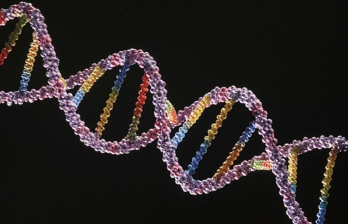 Ученые сделали первый шаг по изменению ДНК.