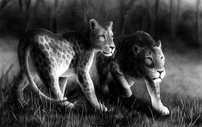 Одинокий лев марози.