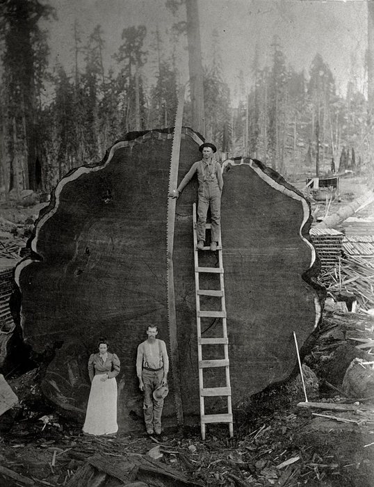 Лесорубы на фоне дерева Марк Твен, срубленного в Калифорнии, 1892 год.