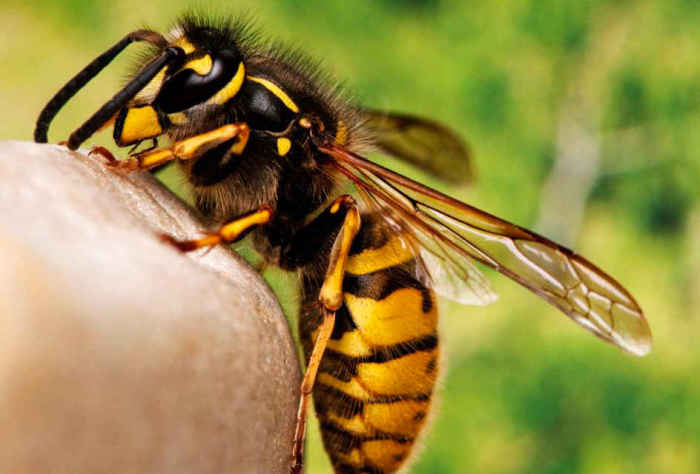 Зуд от укуса. Зуд от укуса.