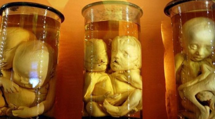 Экспонаты Кунсткамеры. Экспонаты Кунсткамеры.