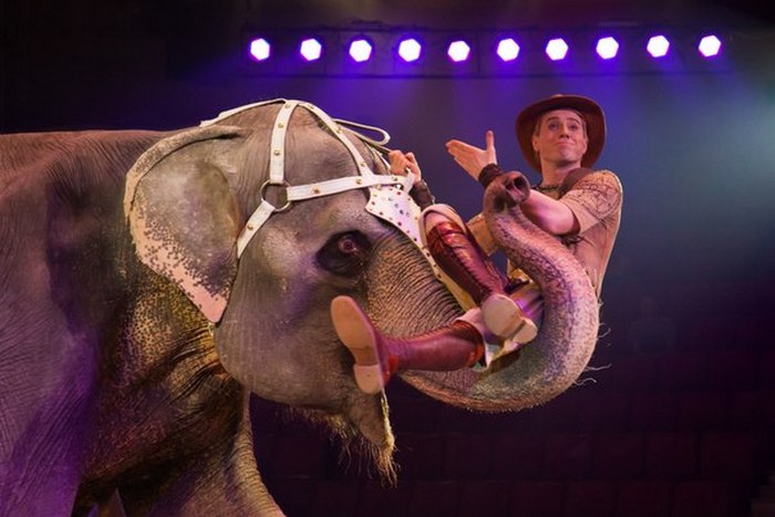 Запах цирка. Запах цирка.