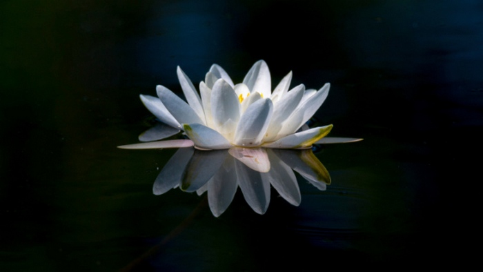 Белый Лотос. Белый Лотос.