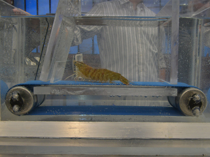 Креветки на беговой дорожке. Креветки на беговой дорожке.