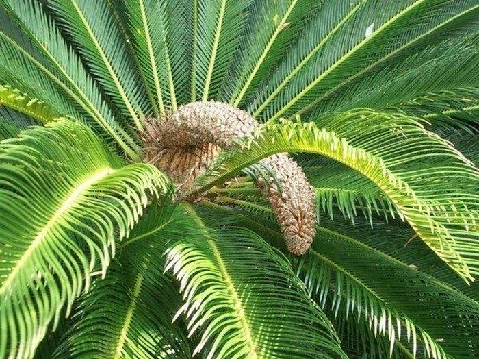 Удобрение для растений Удобрение для растений