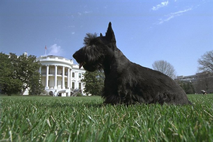 Вarney Cam – серия фильмов про собак Джорджа Буша
