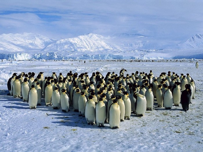 Освідчення в коханні за допомогою фекалій антарктичних пінгвінів