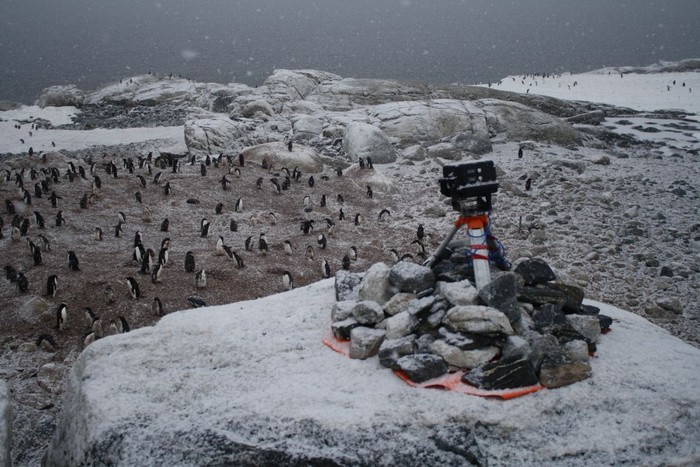 Вакансия счетчика пингвинов в Антарктиде от Оксфорда