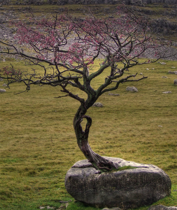 Дерево в камне.