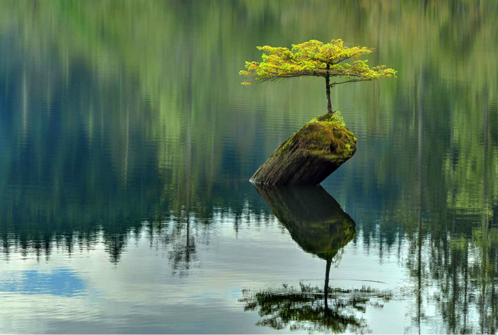 Дерево на островке.
