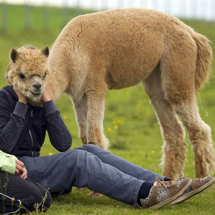 Очень забавный снимок мужчины и ламы, которая решила, что она будет единственной моделью в кадре. Очень забавный снимок мужчины и ламы, которая решила, что она будет единственной моделью в кадре.