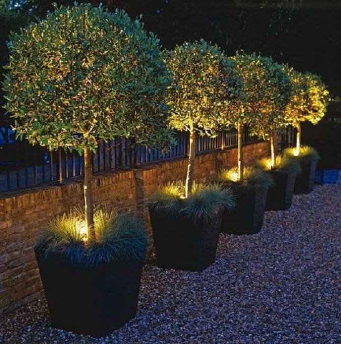 Небольшие деревья с подсветкой - важный элемент ландшафтного дизайна.